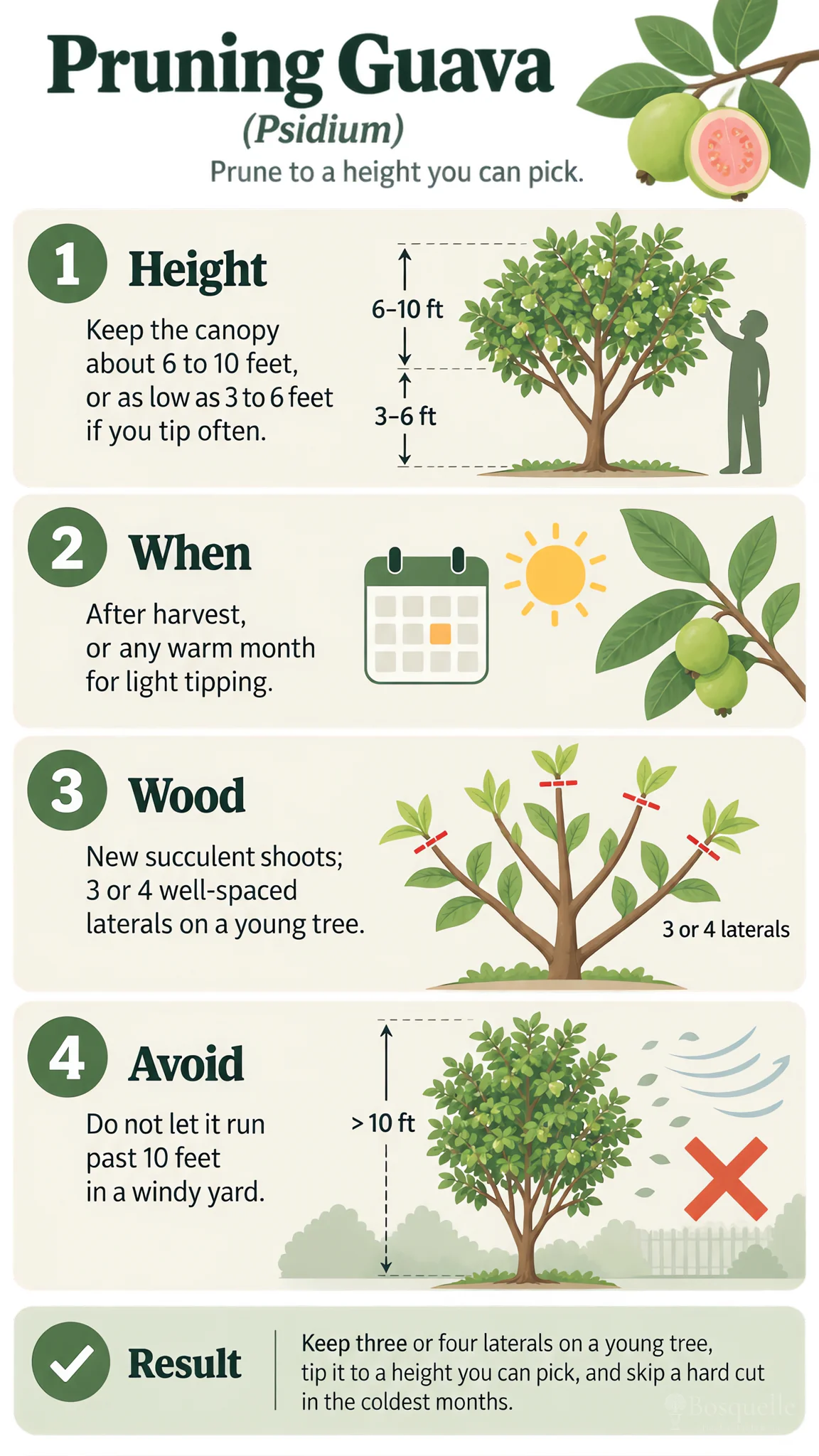 Pruning Guava care summary diagram