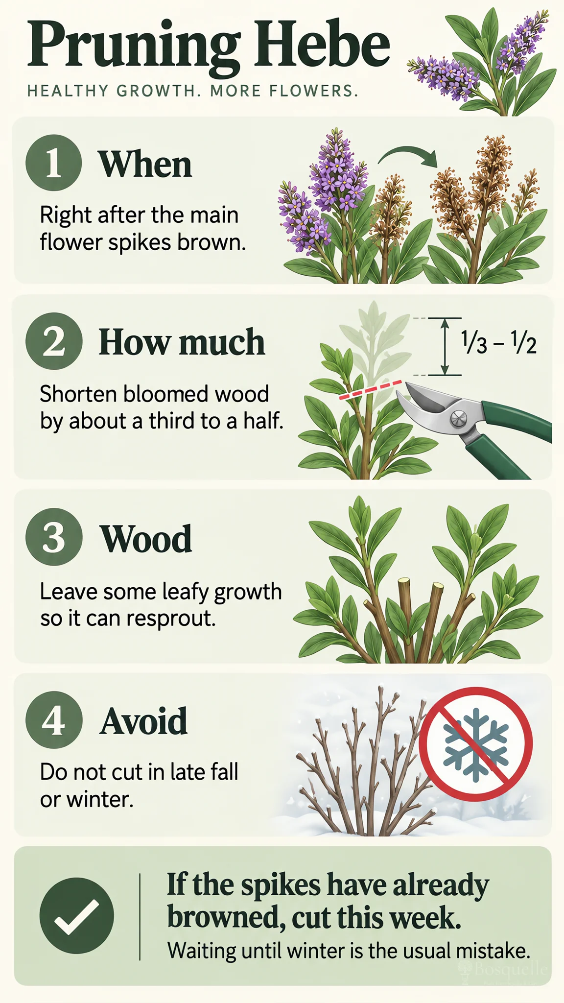 Pruning Hebe care summary diagram