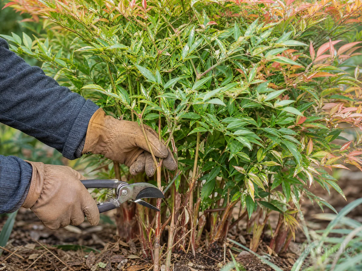 Pruning Nandina guide illustration