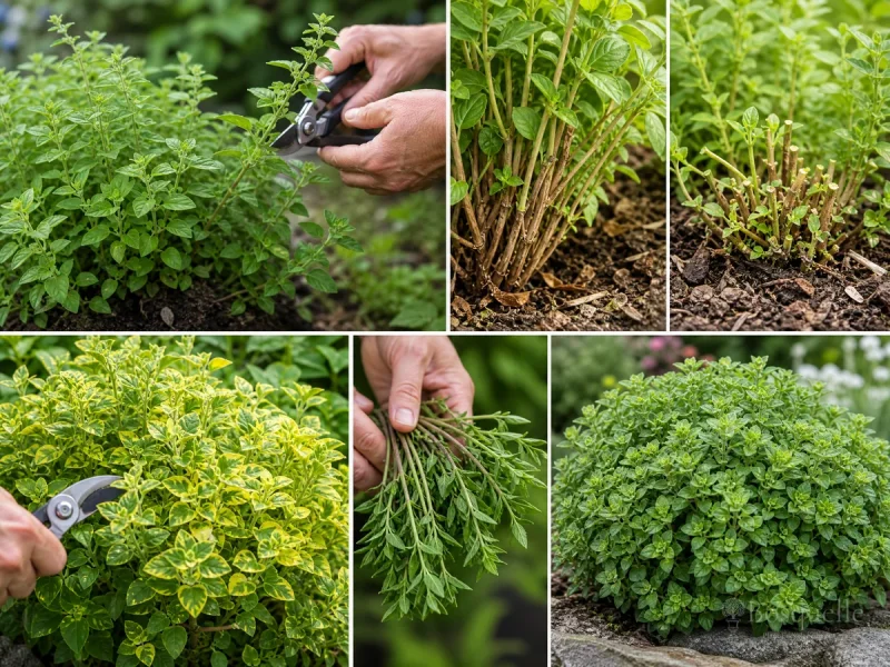 Pruning Oregano — for Oregano 'Kent Beauty'