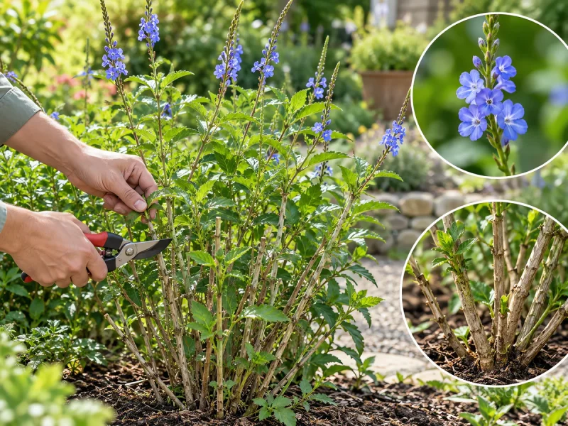 Prune Porterweed After Frost guide illustration