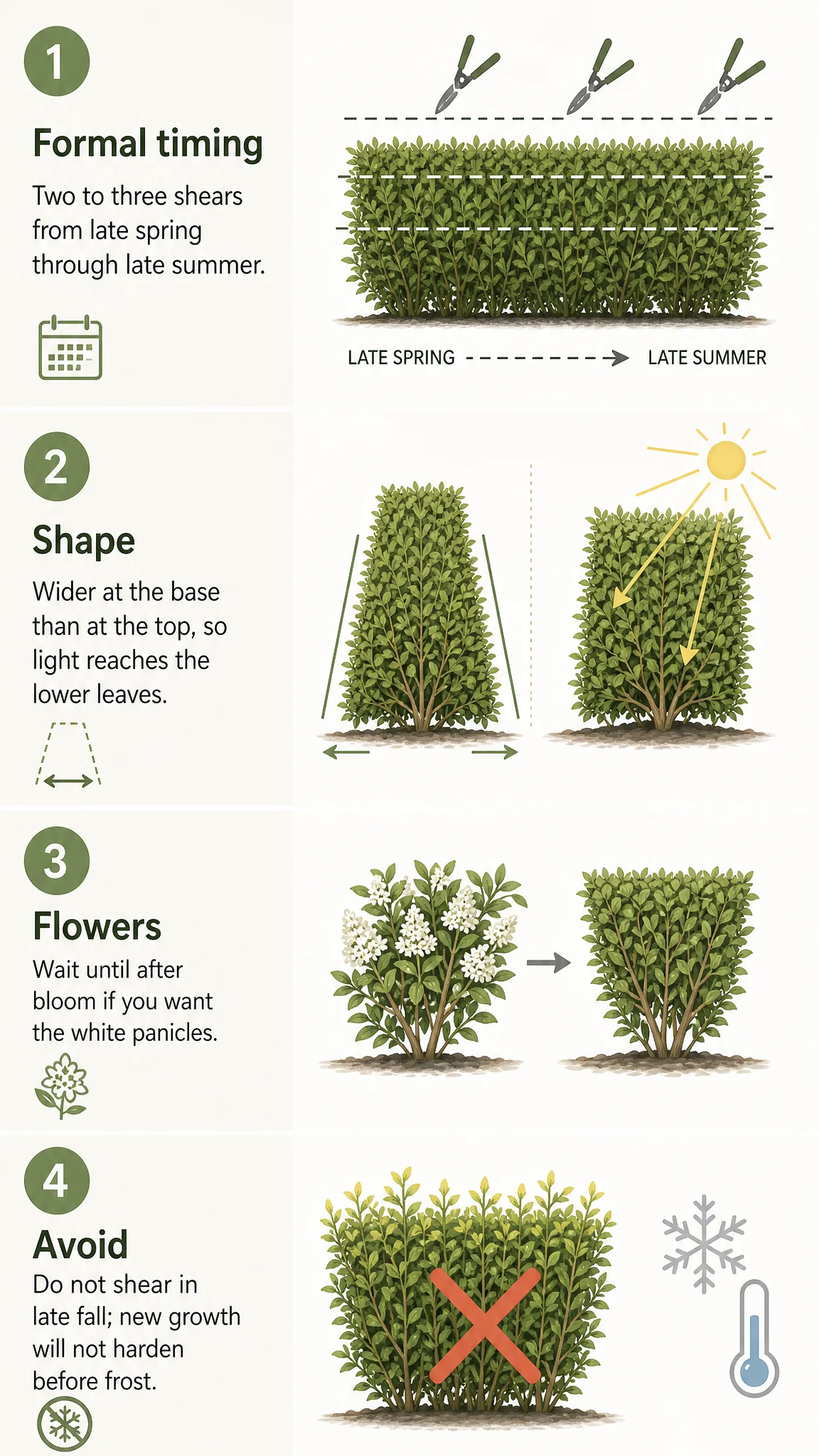 Pruning Privet care summary diagram