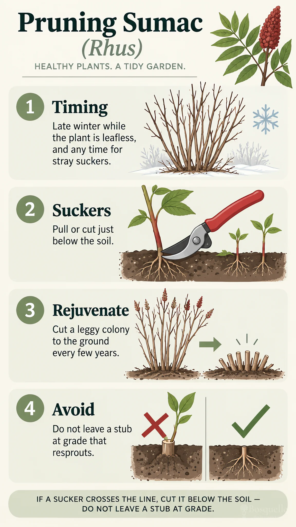 Pruning Sumac care summary diagram