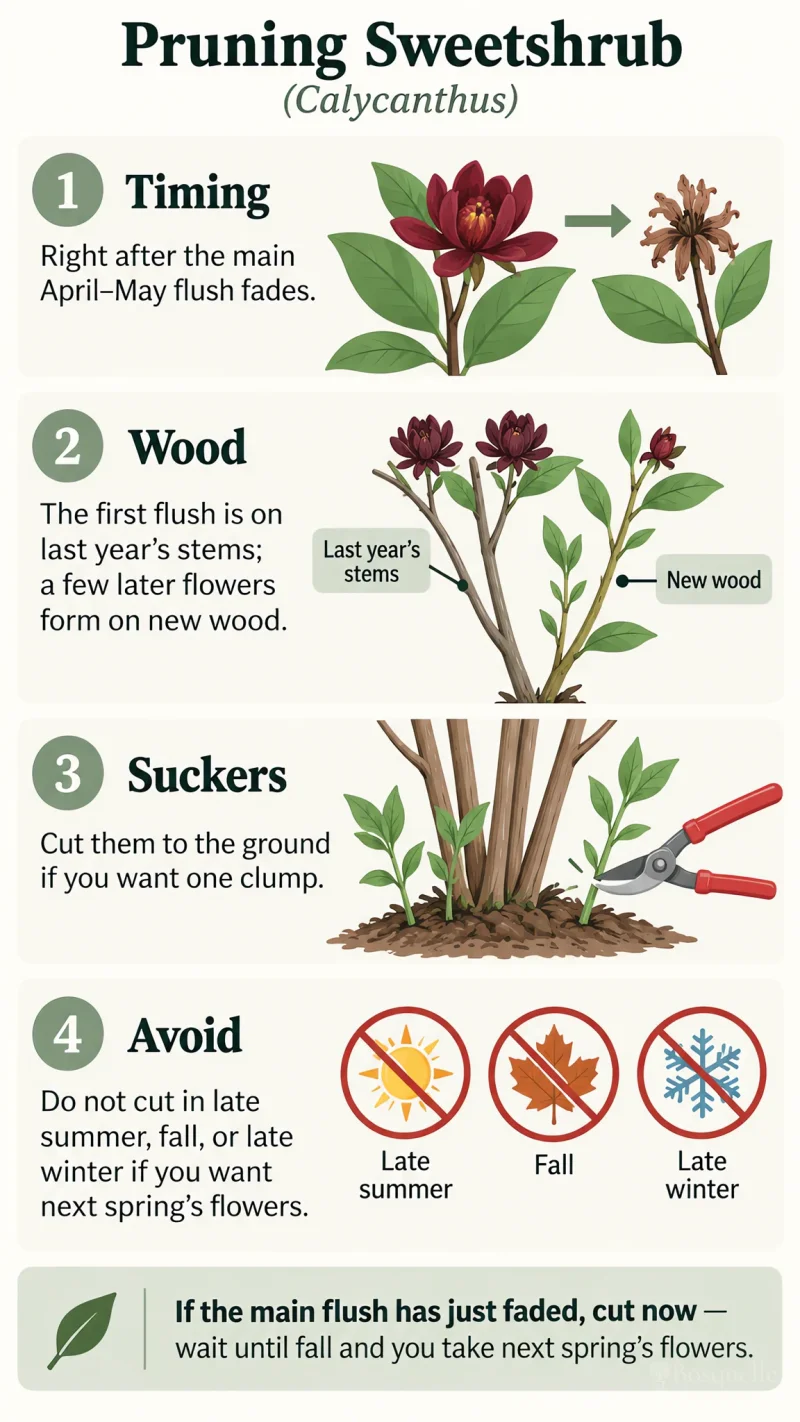 Pruning Sweetshrub care summary diagram