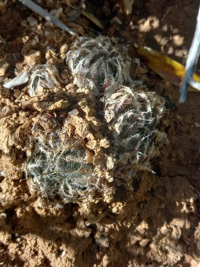 Bristle Haworthia in the wild — habit
