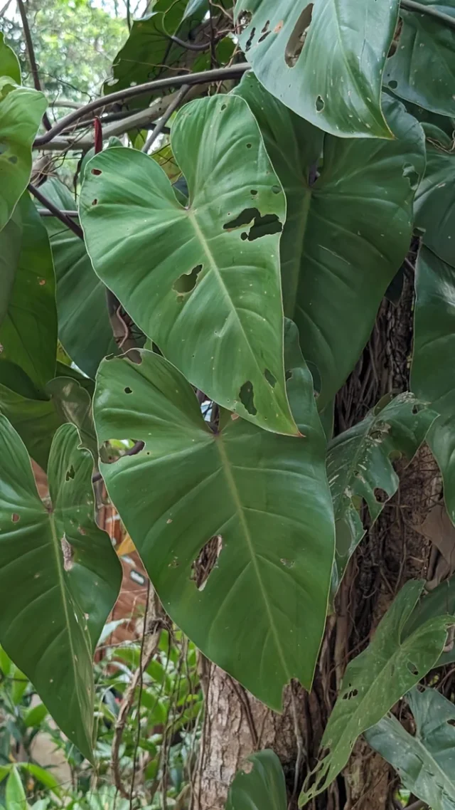 Red-Leaf Philodendron in the wild — habit, Trinidad and Tobago