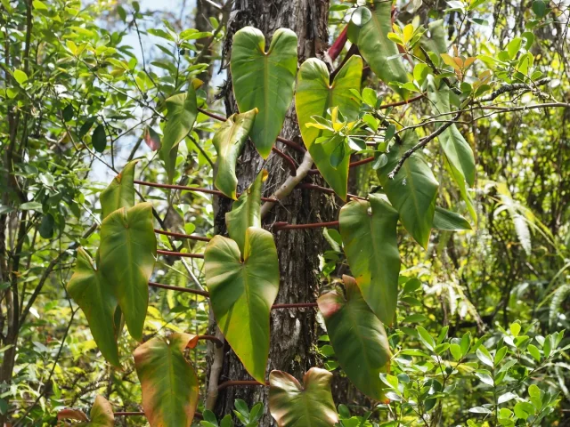 Red-Leaf Philodendron in the wild — habit, United States