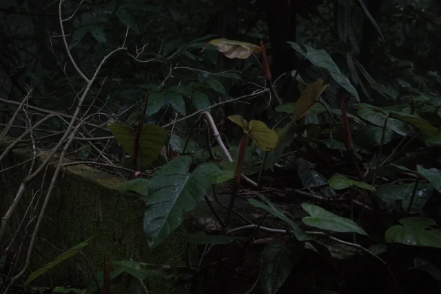 Red-Leaf Philodendron in the wild — habit, Brasil