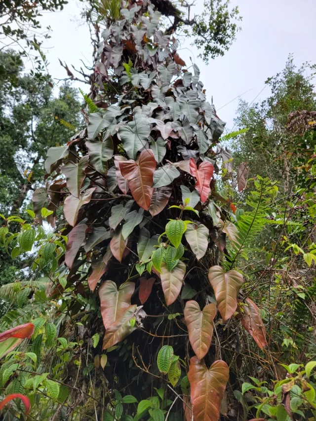 Red-Leaf Philodendron in the wild — habit, US