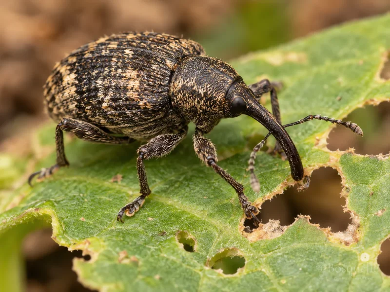 Root Weevils pest illustration