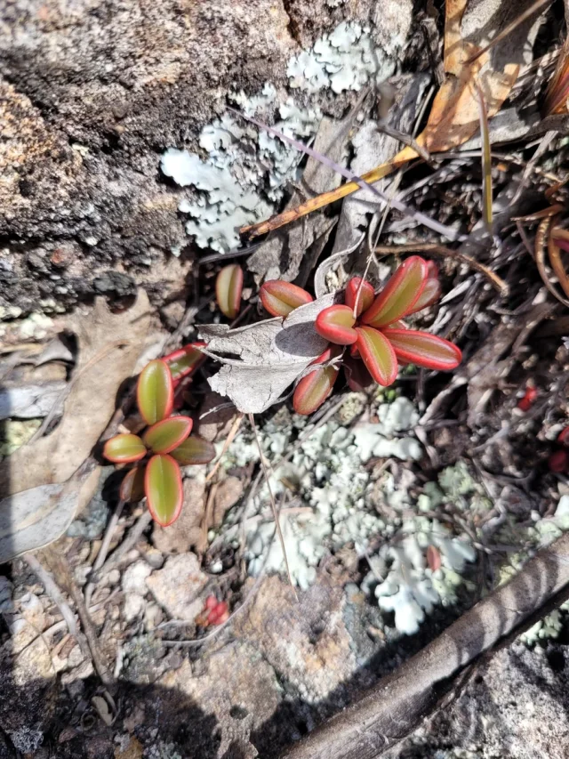 Ruby Glow Peperomia in the wild — habit, Ecuador