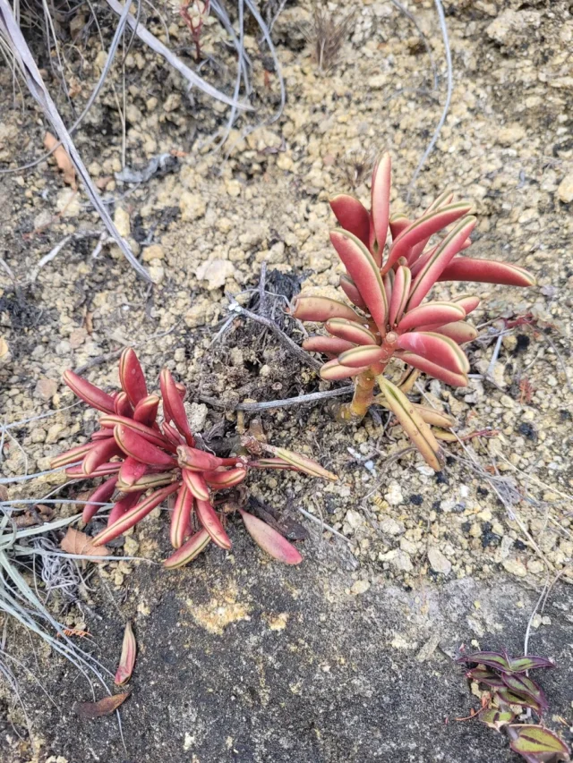 Ruby Glow Peperomia in the wild — habit, Ecuador