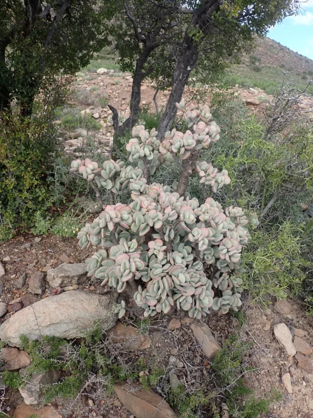 Silver Jade Plant in the wild — habit, South Africa