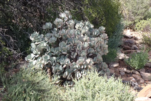 Silver Jade Plant in the wild — habit, South Africa