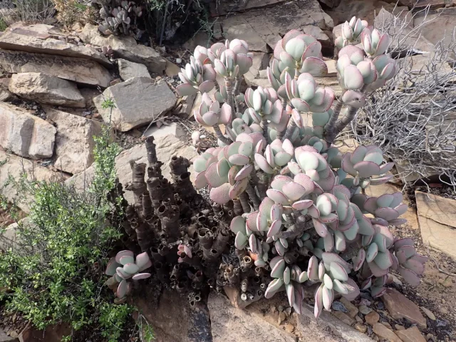 Silver Jade Plant in the wild — habit, South Africa