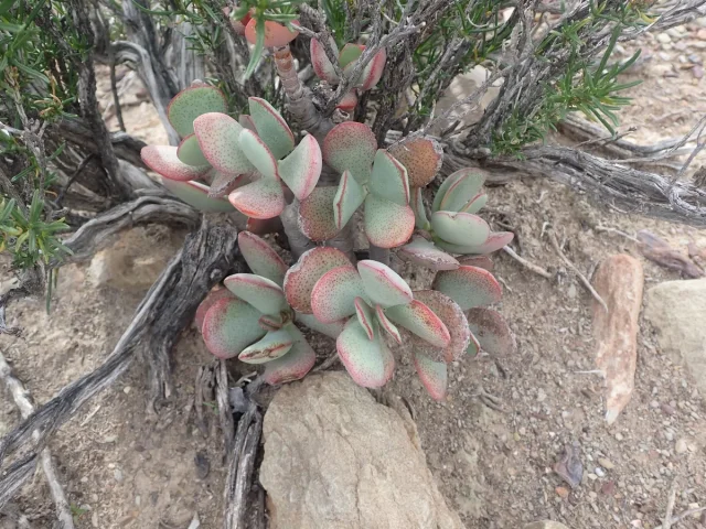 Silver Jade Plant in the wild — habit, South Africa
