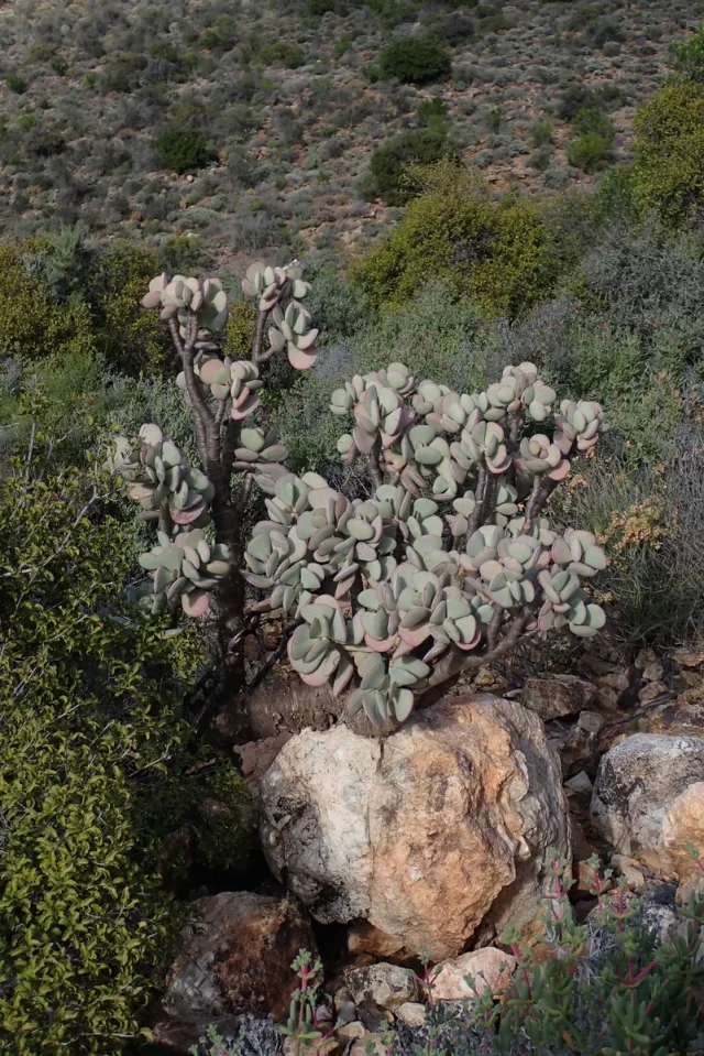 Silver Jade Plant in the wild — habit, South Africa