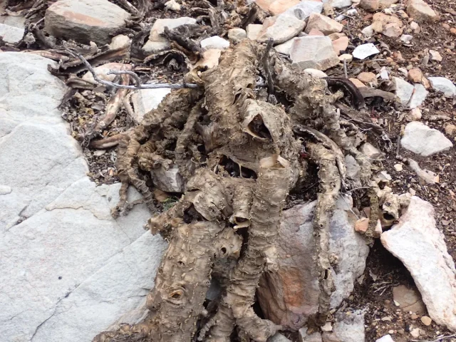 Silver Jade Plant in the wild — habit