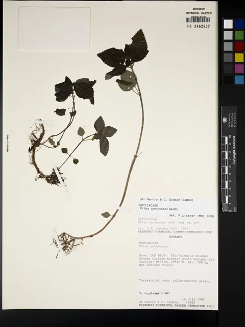 Silver Tree Pilea in the wild — habit, Ecuador