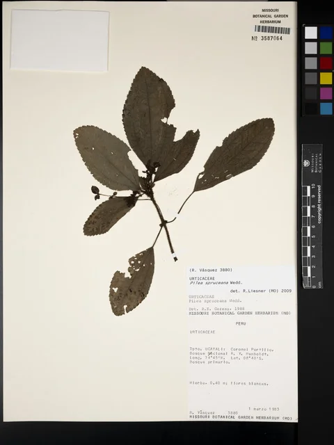 Silver Tree Pilea in the wild — habit, Peru