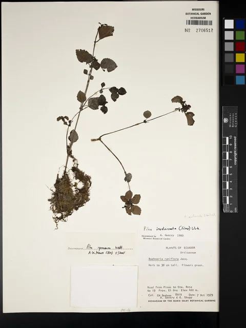 Silver Tree Pilea in the wild — habit, Ecuador