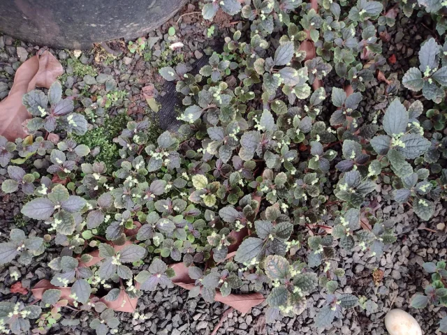Silver Tree Pilea in the wild — habit