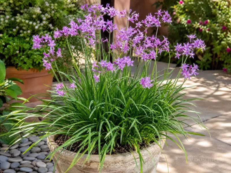 Society Garlic in Pots — for Society Garlic