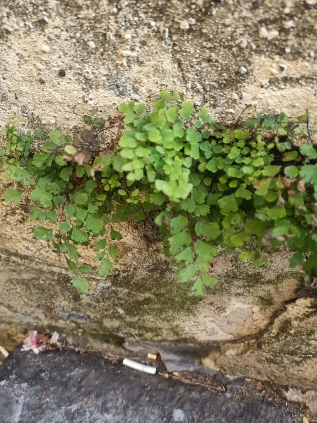 Southern Maidenhair Fern in the wild — habit, Italy
