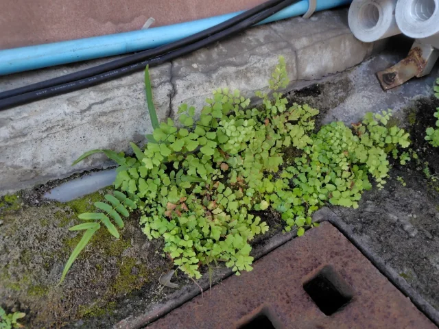 Southern Maidenhair Fern in the wild — habit, Chinese Taipei
