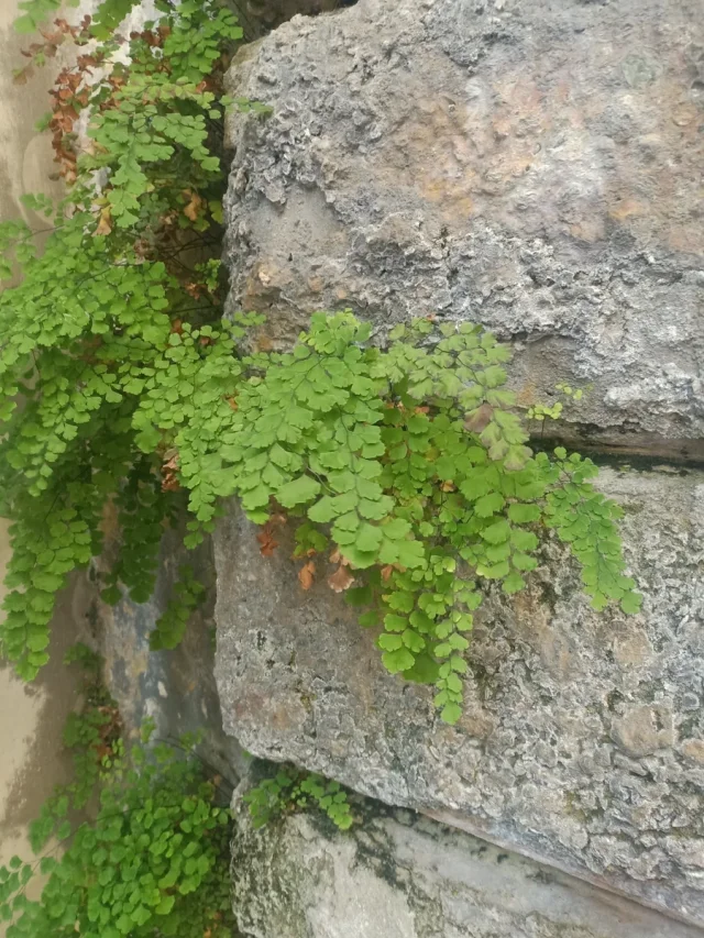 Southern Maidenhair Fern in the wild — habit
