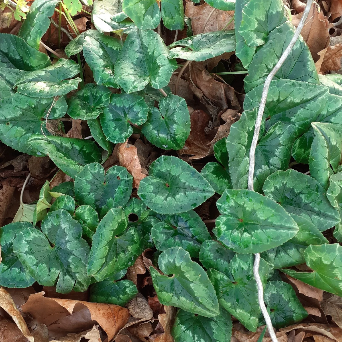 Ivy-Leaved Cyclamen in the wild — habit, France