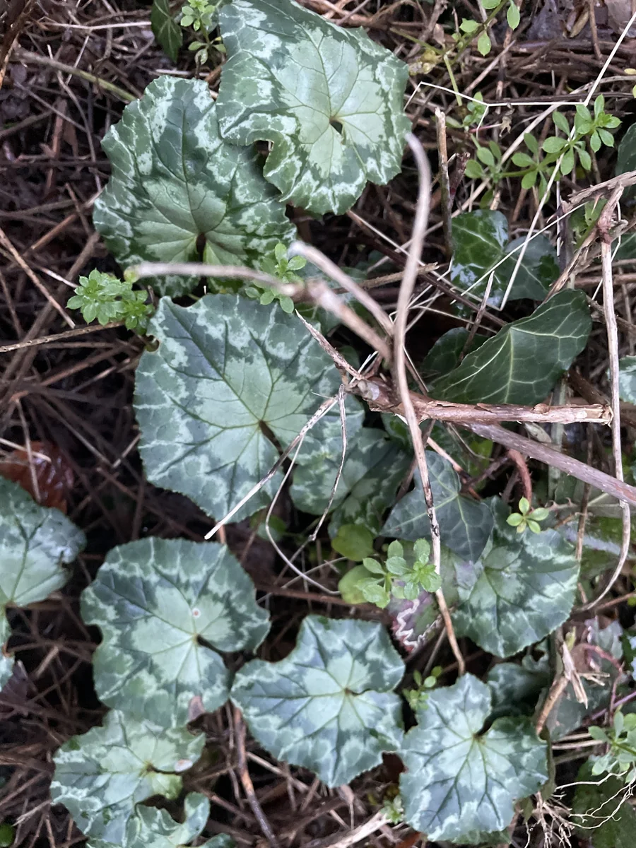 Ivy-Leaved Cyclamen in the wild — habit, United Kingdom of Great Britain and Northern Ireland