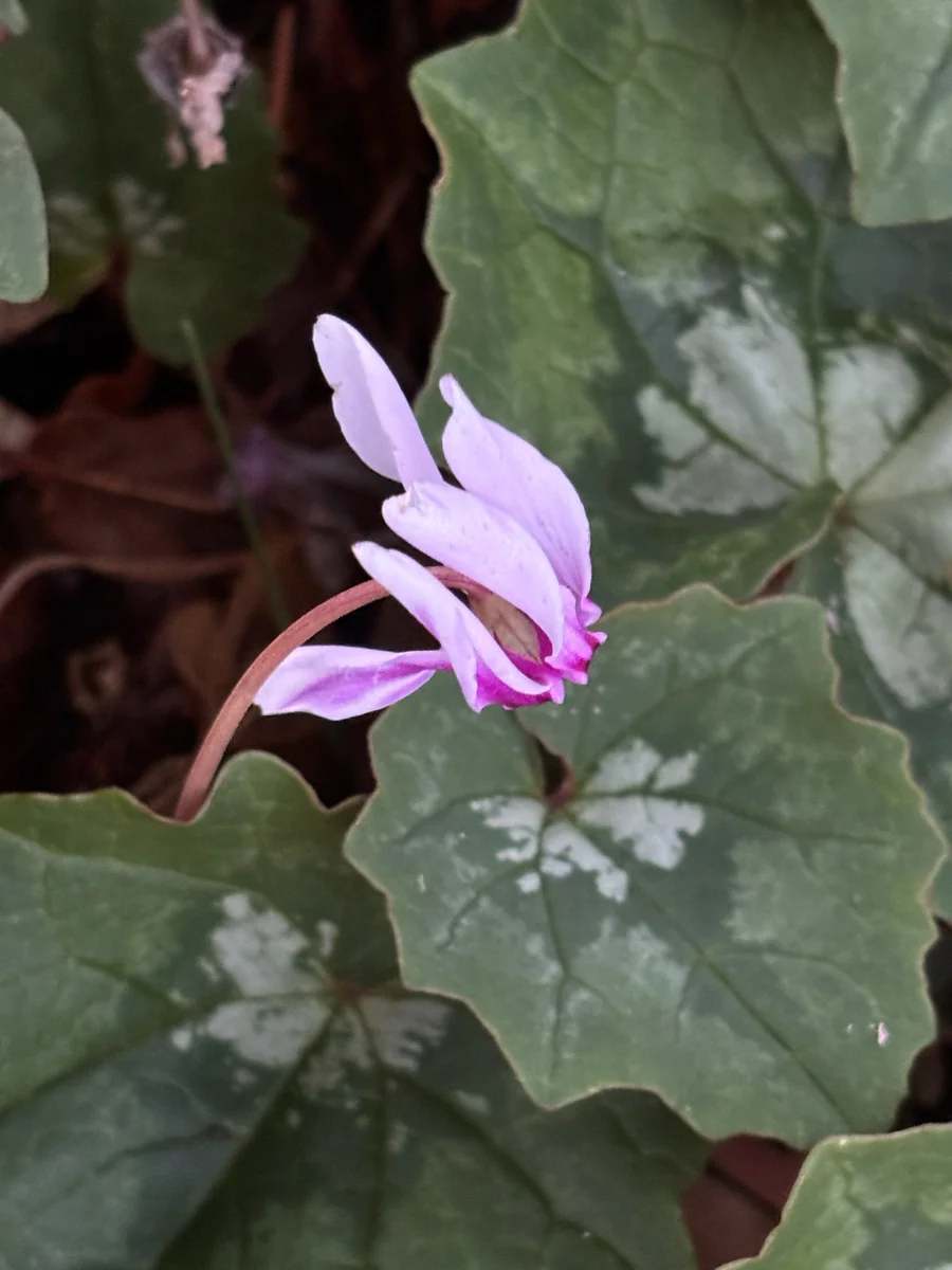 Ivy-Leaved Cyclamen in the wild — habit, United Kingdom of Great Britain and Northern Ireland
