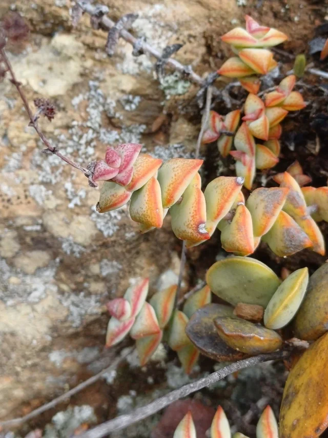 String of Buttons in the wild — habit, South Africa