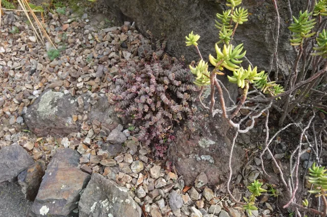 String of Buttons in the wild — habit, New Zealand