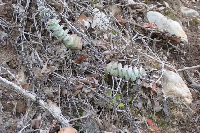 String of Buttons in the wild — habit