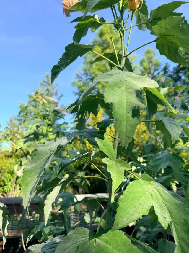 Swamp Rose-Mallow in the wild — habit, United States of America