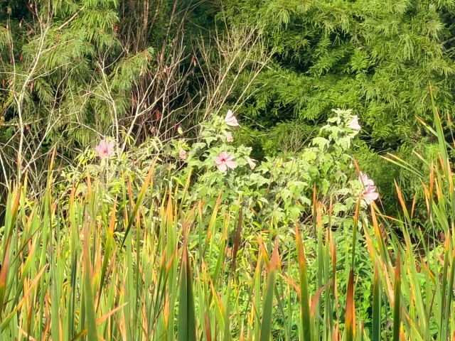 Swamp Rose-Mallow in the wild — habit, United States of America