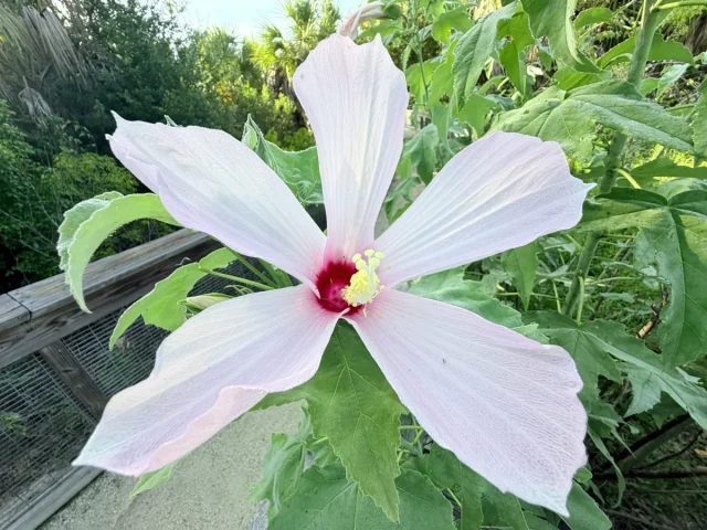 Swamp Rose-Mallow in the wild — habit, United States of America