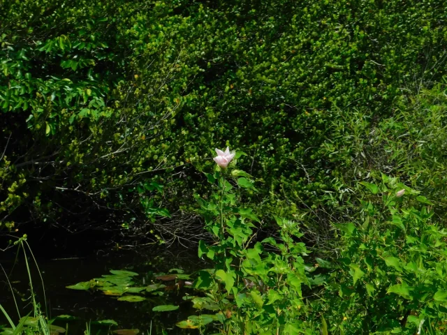 Swamp Rose-Mallow in the wild — habit, United States of America