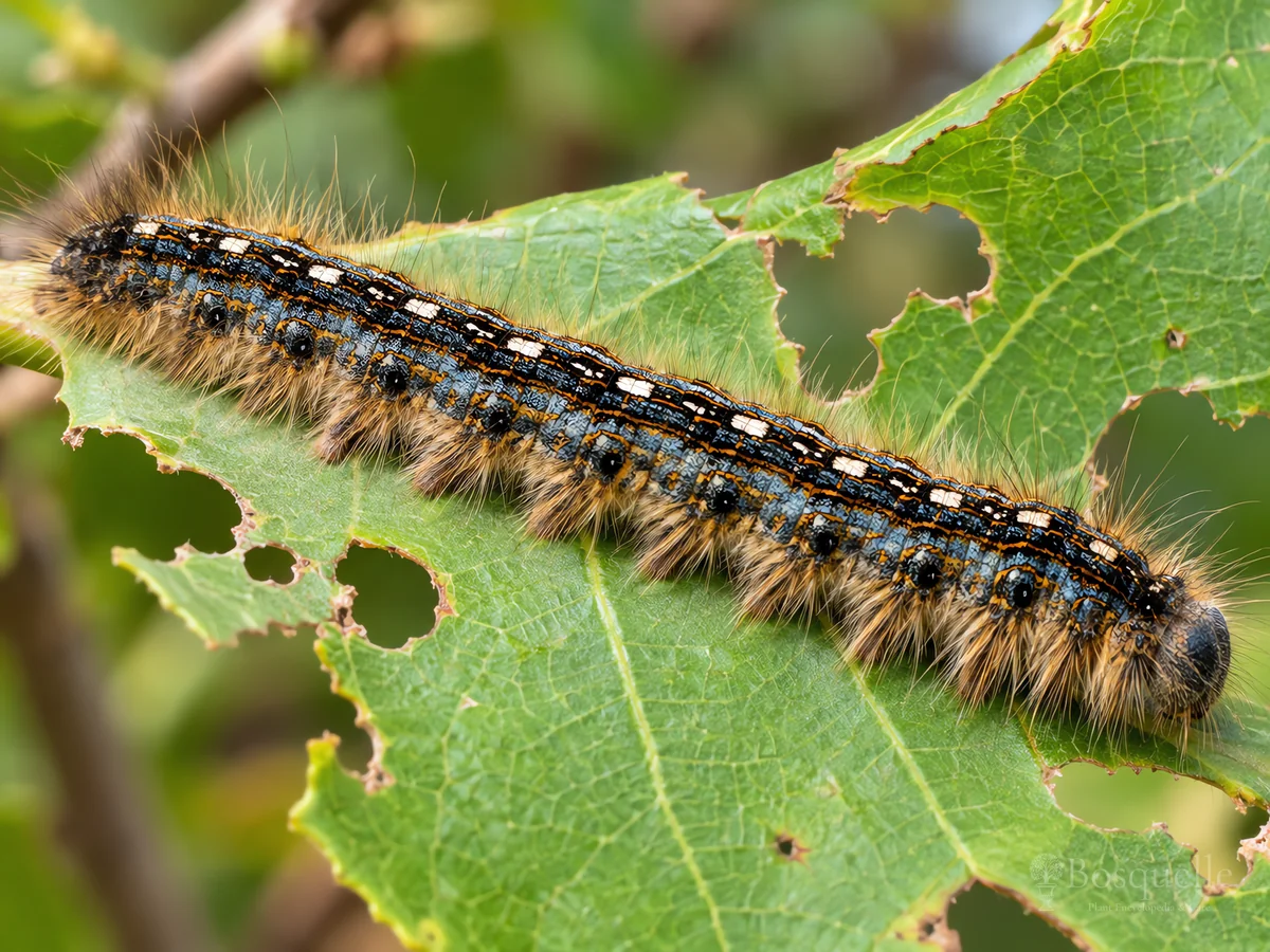 Tent Caterpillar