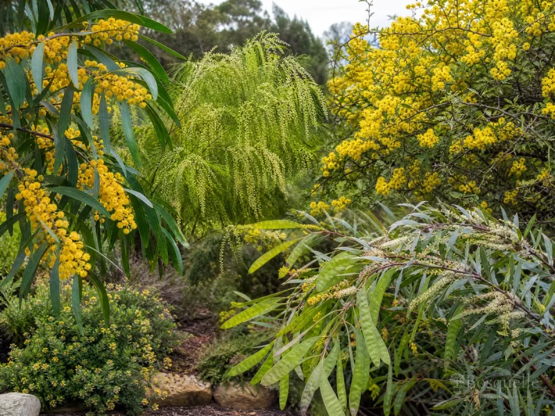 Types of Acacia — for Knife Acacia