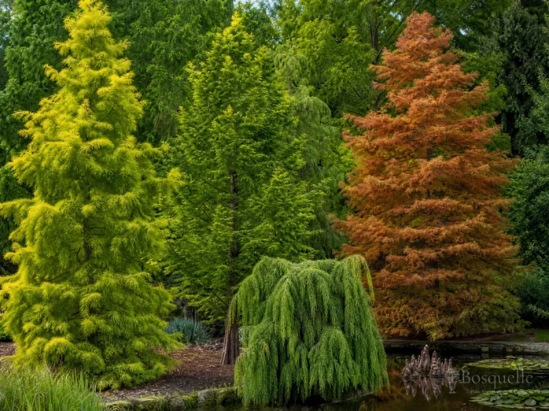 Types of Bald Cypress — for Pond Cypress