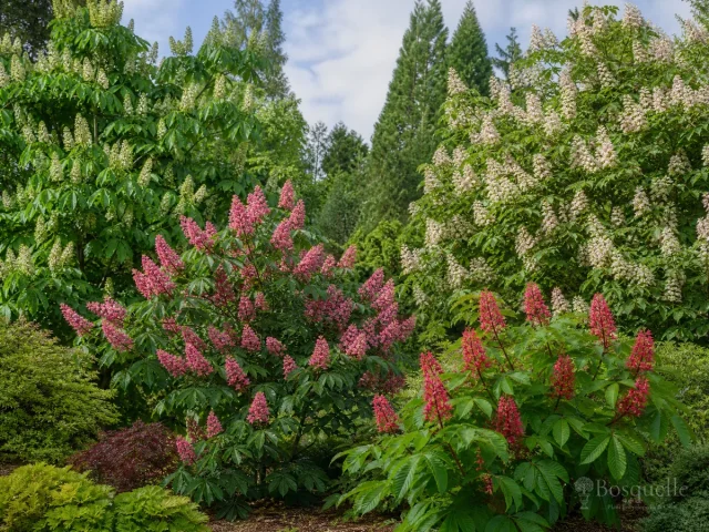 Types of Buckeye — for California Buckeye