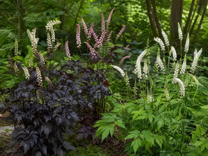 Types of Bugbane — for Red Baneberry