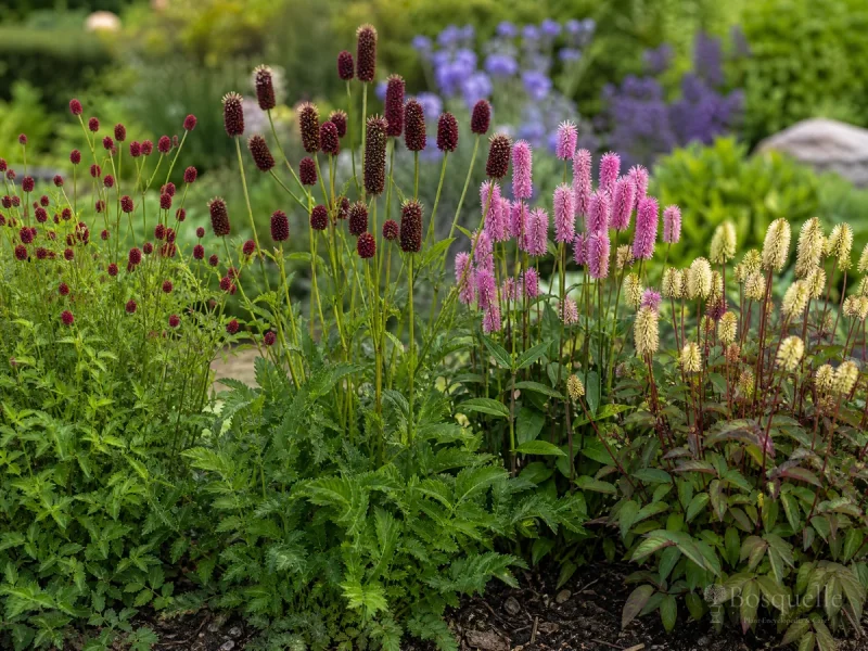 Types of Burnet — for Salad Burnet
