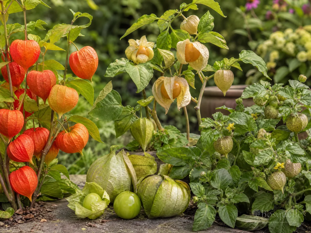 Types of Chinese Lantern – Craft, Gooseberry, or Tomatillo guide illustration