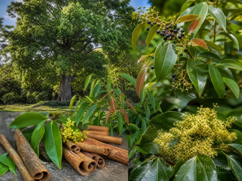 Types of Cinnamon Tree – Ceylon or Camphor guide illustration