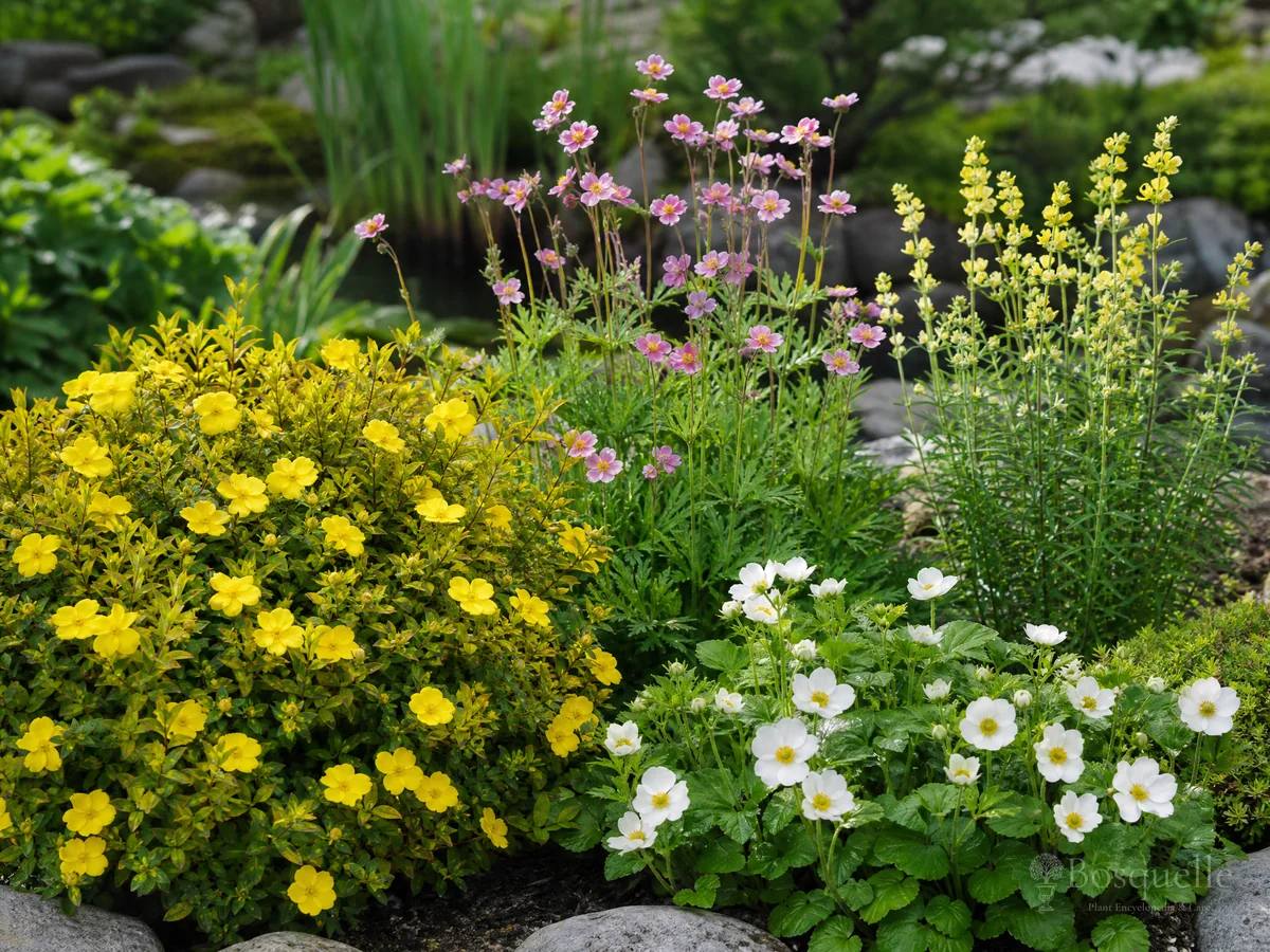 Types of Cinquefoil – Shrubby, Border, or Wet-Ground guide illustration
