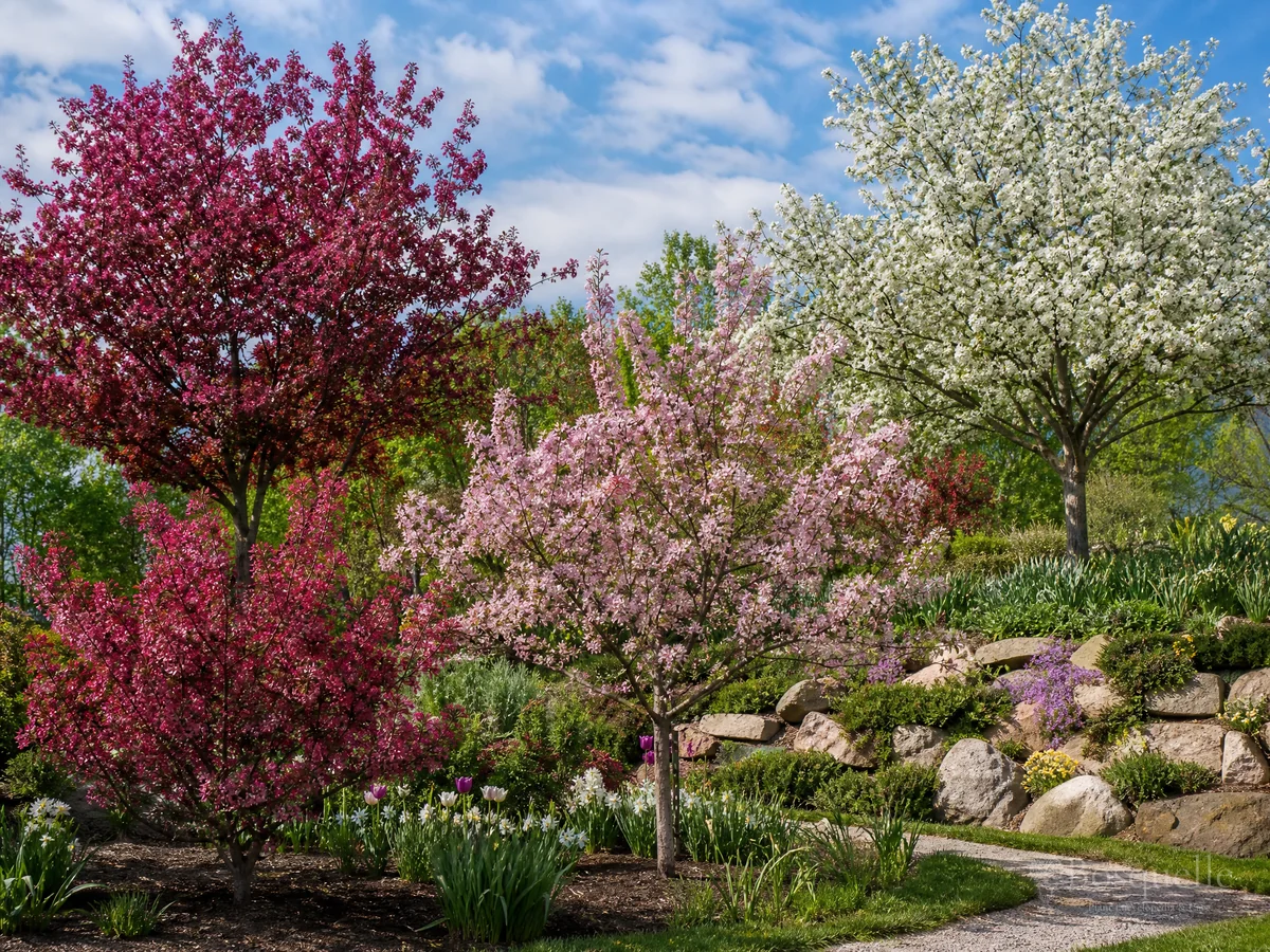 Types of Crabapple – Landscape, Dwarf, Weeper, or Column guide illustration